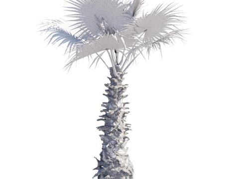 Washingtonia Robusta Palm Tree 3D Model
