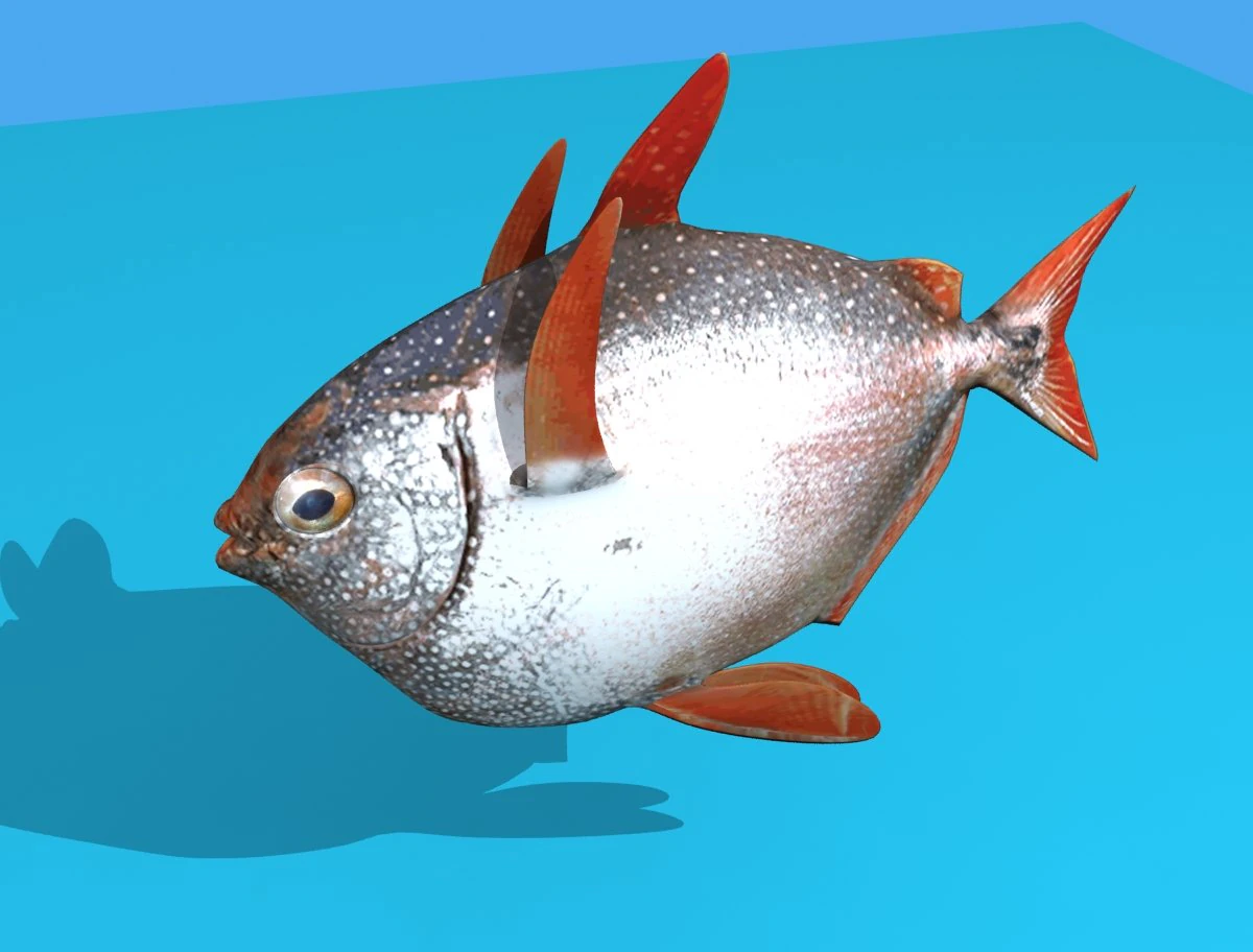 opah fish 3D Model .c4d .max .obj .3ds .fbx .stl .blend 