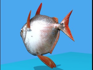 opah fish 3D 模型