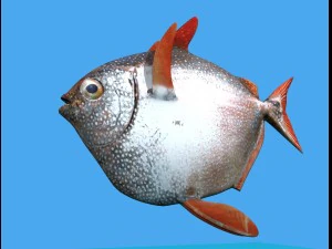 opah fish 3D Model