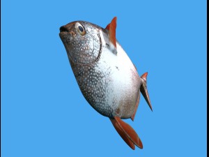 opah fish 3D 模型