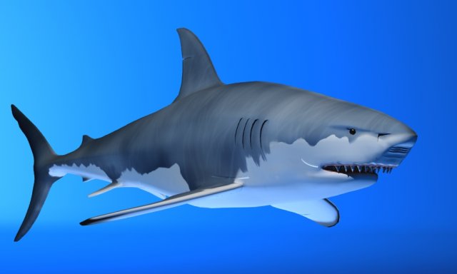 great white shark Modelo 3D .c4d .max .obj .3ds .fbx .stl .blend 