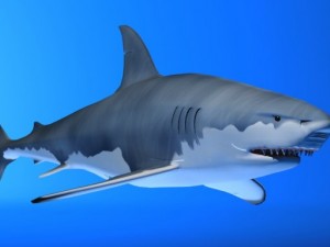 great white shark Model 3D