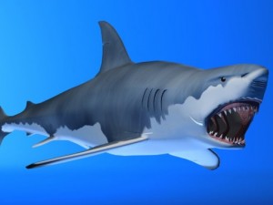 great white shark Modelo 3D