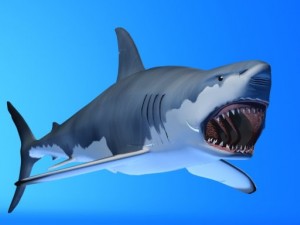great white shark Modelo 3D