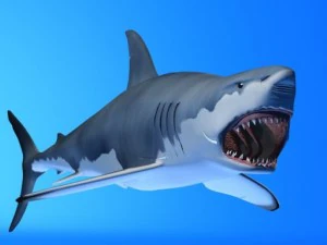 hiu putih besar Model 3D
