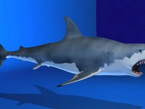 hiu putih besar Model 3D