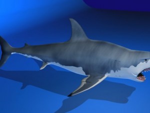 great white shark Modelo 3D