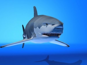 great white shark Modelo 3D