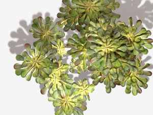 Desert Plant Texture 3D Model