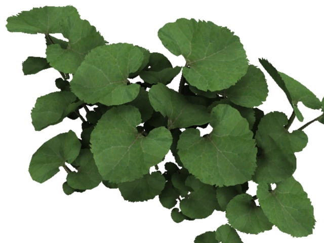 common butterbur Modello 3D .c4d .max .obj .3ds .fbx .stl .blend 