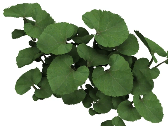 common butterbur 3D Model .c4d .max .obj .3ds .fbx .stl .blend 