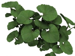 common butterbur Model 3D