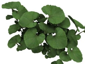 common butterbur 3D Model