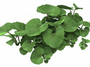 common butterbur Modello 3D