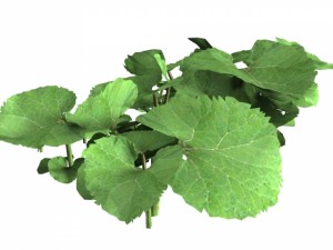 common butterbur Modello 3D