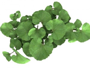 common butterbur Modello 3D