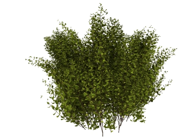 cornus alba Modello 3D .c4d .max .obj .3ds .fbx .stl .blend 