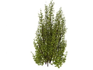cornus alba Modello 3D
