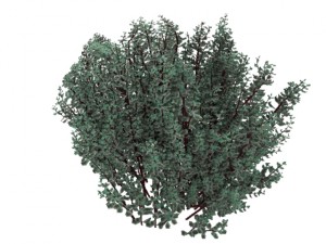 cornus alba Model 3D