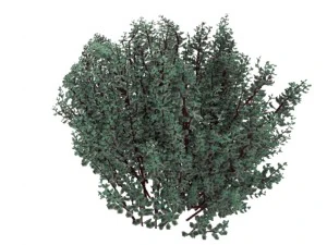 cornus alba Modello 3D