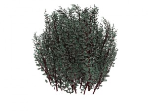 cornus alba Model 3D