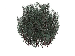 cornus alba Modello 3D