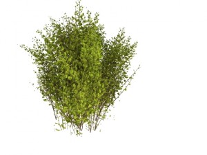 cornus alba Model 3D