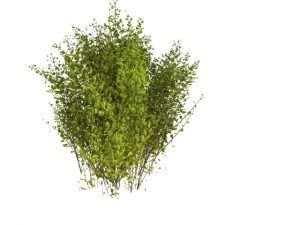 cornus alba Modello 3D