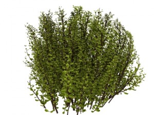cornus alba Model 3D