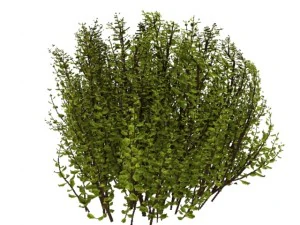 cornus alba Modello 3D