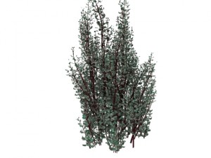 cornus alba Model 3D