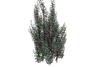cornus alba Modello 3D