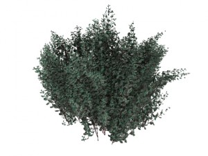 cornus alba Model 3D