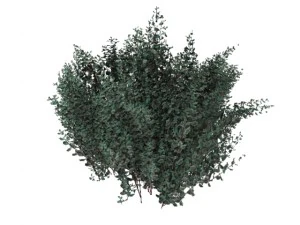 cornus alba Modello 3D