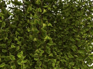 cornus alba Model 3D
