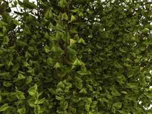 cornus alba Modello 3D
