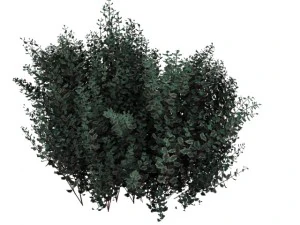 cornus alba Modello 3D