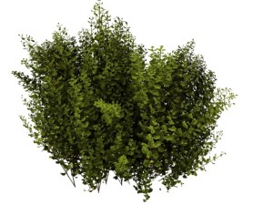 cornus alba Model 3D