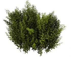 cornus alba Modello 3D