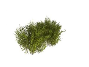 cornus alba Modello 3D