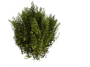 cornus alba Model 3D