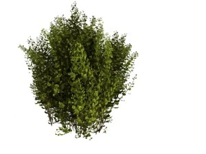 cornus alba Modello 3D