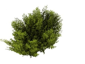 cornus alba Modello 3D