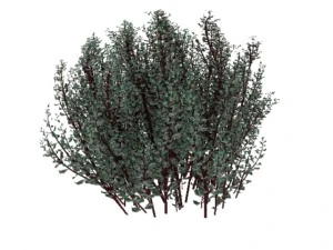 cornus alba Modello 3D