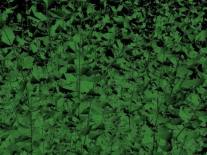 cornus alba Model 3D