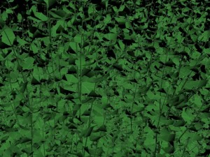 cornus alba Modello 3D