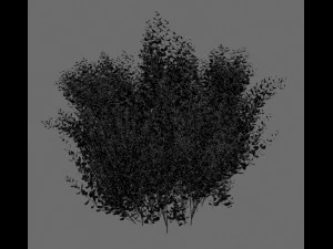 cornus alba Modello 3D