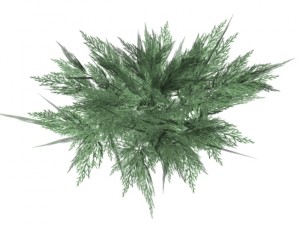 juniperus sabina 3D Model