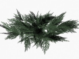 juniperus sabina 3D 모델